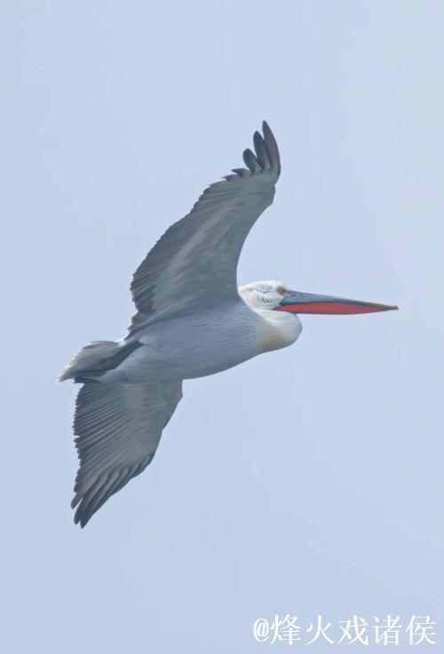 卷羽鹈鹕张大嘴飞行的原因是什么? 卷羽鹈鹕张大嘴飞行的原因是什么?