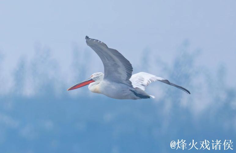 卷羽鹈鹕张大嘴飞行的原因是什么? 卷羽鹈鹕张大嘴飞行的原因是什么?